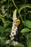 Mentha longifolia RCP7-2013 202and bee.JPG